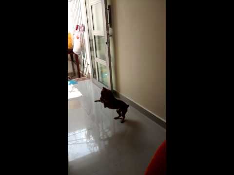 Perro mas lindo y chistoso