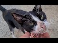 Incredibly Cute Tuxedo Cat You Will Adore Her