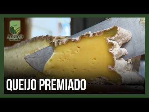 Em Estrela do Sul, projeto familiar com vacas Jersey transforma leite cru em queijo premiado