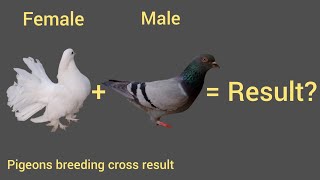 pigeon breeding cross result #fancypigeon #pigeon