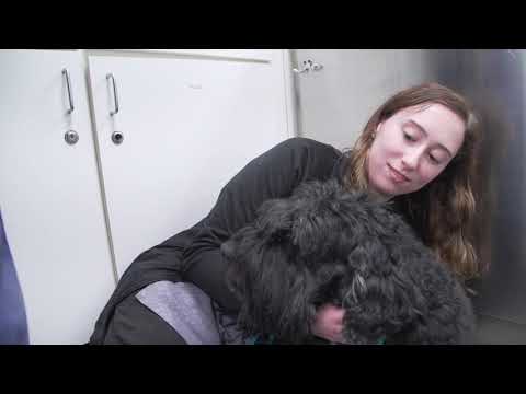 0042 A dental health and treatment CAC01 191101