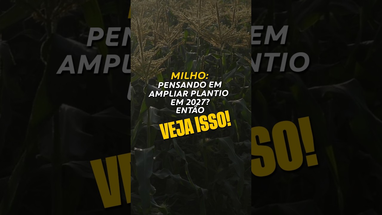 MILHO: PENSANDO EM AMPLIAR PLANTIO EM 2027? ENTÃO VEJA ISSO!