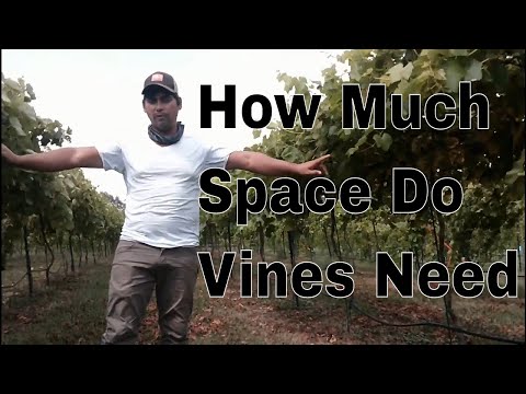 How much space do Vines need