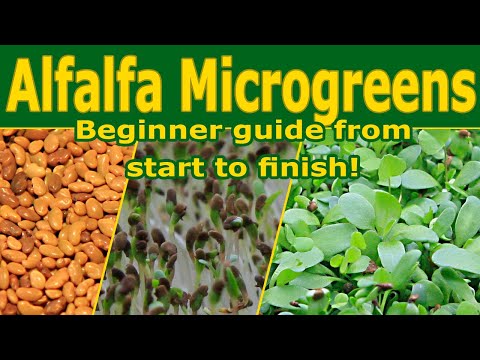 Alfalfa Microgreens or Sprouts - How to grow - Walk through