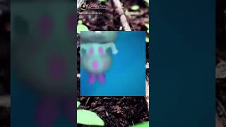 Download lagu awal mulai meme duar memet mp3