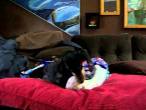 12/15/13: Prince killing the "lambie" (yes, we know it's a ram)