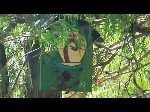European Hornets Take Over Birdhouse in Island Heights, NJ