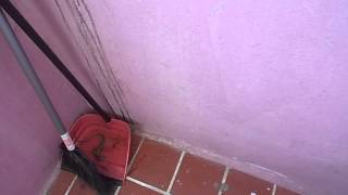 YIKES!!!! BIG GREEN LIZARD ON MY FRONT PORCH!!!!!