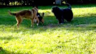 preview picture of video 'Honden spelgedrag bij Dogs & Co'