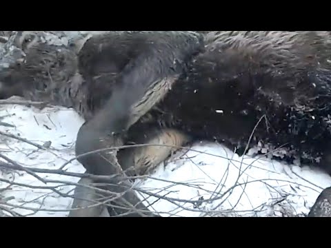 Gli uomini vedono qualcosa di strano nel fiume ghiacciato. Appena capiscono, non esitano un secondo!