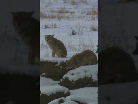 The Rise and Fall of Yellowstone's Underdog: Coyotes vs Wolves. #wildlife #wildanimals #coyotes