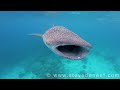 Whale shark   Rhincodon typus in HD Nature on Vimeo