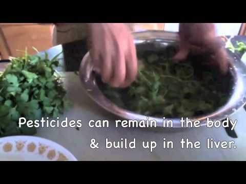 download lagu mp3 mp4 Cilantro Website, download lagu Cilantro Website gratis, unduh video klip Cilantro Website