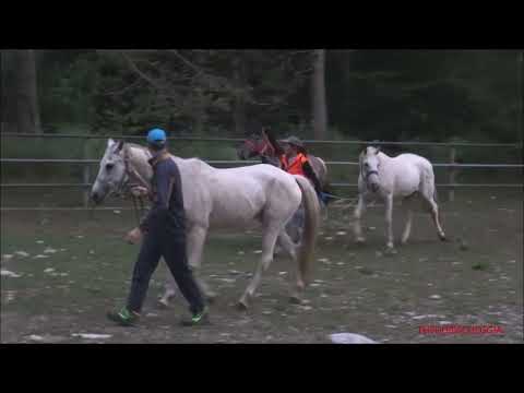 CAVALLI E MUCCHE VENGONO SCARICATI DAI CAMION PER LA TRANSUMANZA A MARMORA (CN). SAB. 2 - 7 - 2022.