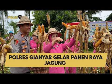POLRES GIANYAR GELAR PANEN RAYA JAGUNG