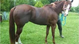El  bayo y la loba grupo laberinto