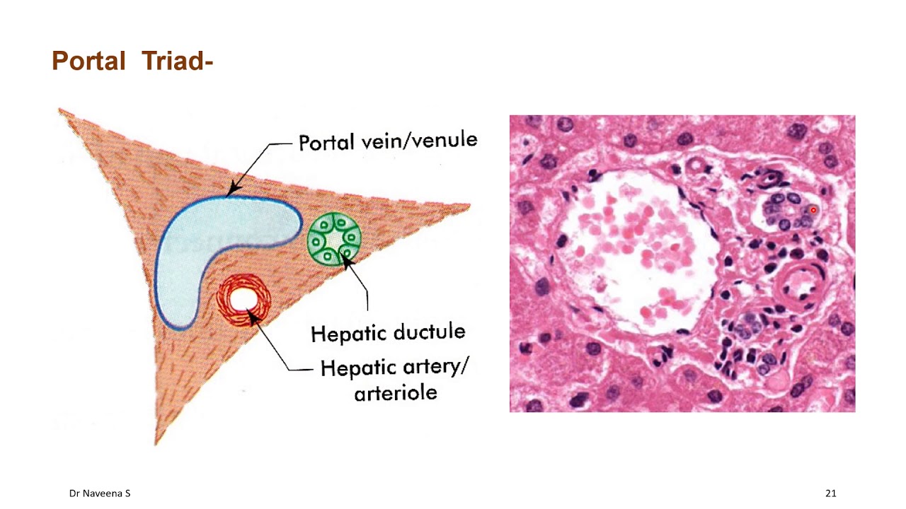 Histology of Liver