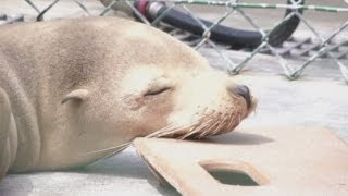 California sea lion pups struck with mystery illness
