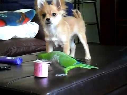 Dog and Parrot Fight over a Cup of Yogurt