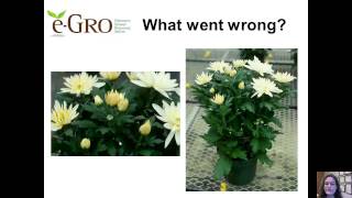 Bud and Flower Removal