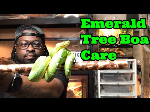Emerald Tree Boa Care