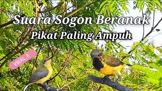 Download lagu Suara Pikat Sogon Beranak Paling Ampuh mp3 Download lagu Suara Pikat Sogon Beranak Paling Ampuh mp3