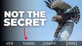 7 Habits of Top 1% Wildlife Photographers