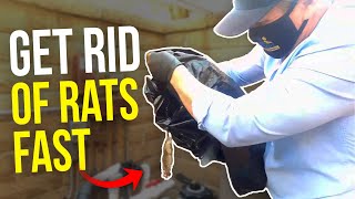 The BEST way to GET RID of Rats PERMANENTLY -  Rat INFESTATION in an ATTIC...