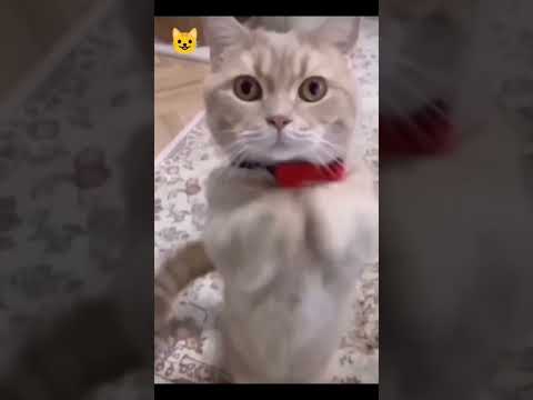 Funniest Videos 2023 😂 Funny Cats 🐱 #cute #cat #short #viral