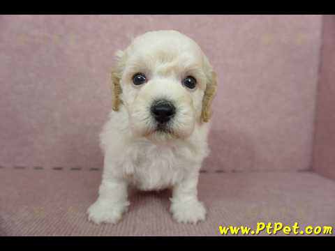 11/08泰迪比熊公幼犬1號(屏東東港)