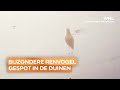Chaos in de duinen: bijzondere renvogel voor het eerst in 35 jaar gespot in Nederland