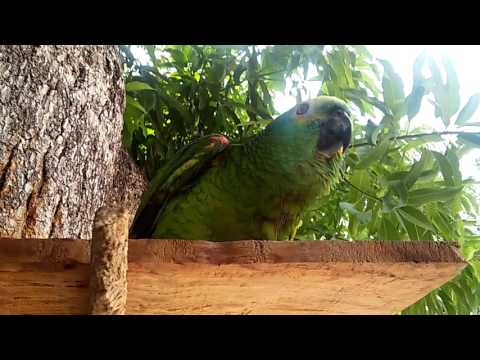Papagaio Falando e Assobiando