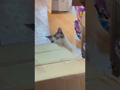 Nothing beats a new box to play with #cats #adorable #pets