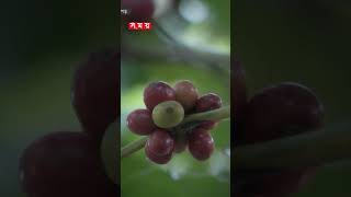 পঞ্চগড়ে আবাদ হচ্ছে কফি