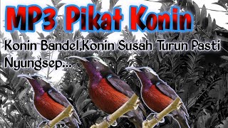 Download lagu Request Lagi Wak😁,Pikat Konin Bandel Yg Susah Turun mp3