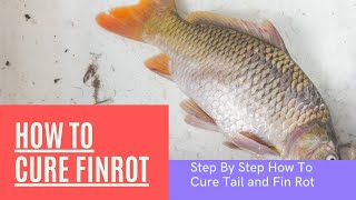 How To Cure Fin And Tail Rot Step by Step