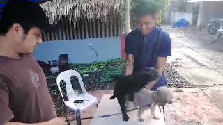 Dog Stud Service philippine pride Breed