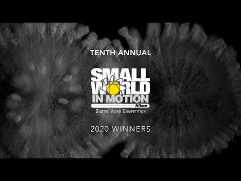 Nikon Small World In Motion 2020 Winners
