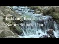 Babbling Brook | Nature Sounds | 1 hour