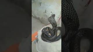 snack video snake short Mp4 3GP & Mp3