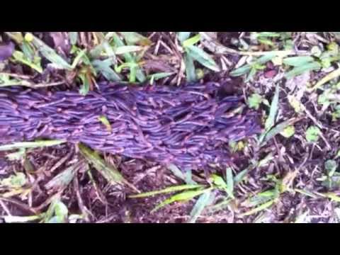 Worms moving together