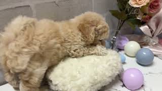 ハーフ犬の動画01