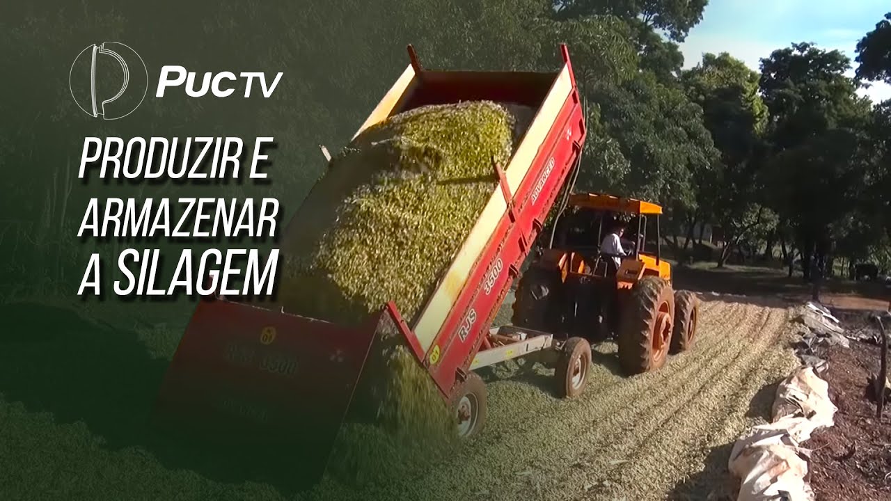VEJA COMO PRODUZIR E ARMAZENAR A SILAGEM DE BOA QUALIDADE