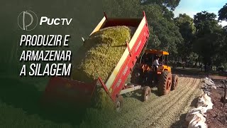 VEJA COMO PRODUZIR E ARMAZENAR A SILAGEM DE BOA QUALIDADE