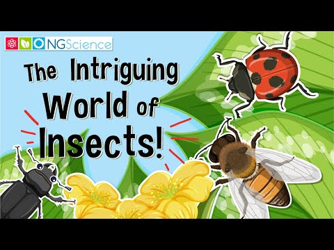 興味深い昆虫の世界！