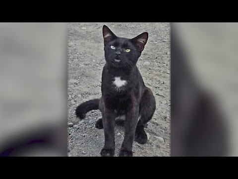 Texas radio station matches a Hawaiian cat with a new Texas owner - YouTube