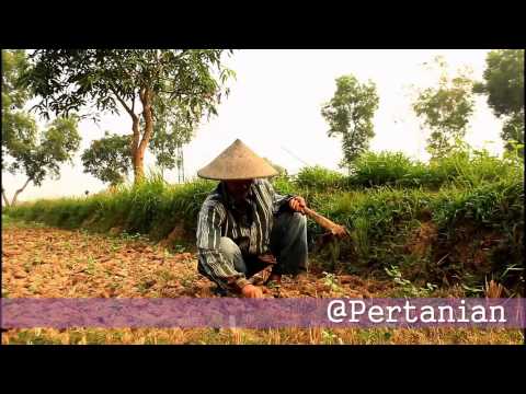 Obat tradisional meningkatkan potensi pada pria Mengapa lemak luak berguna untuk potensi