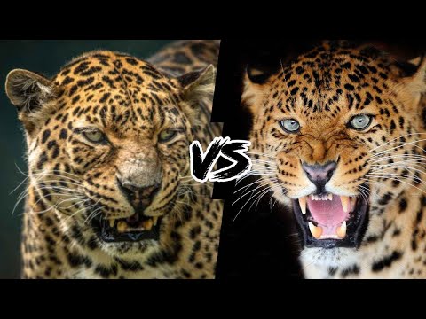 Jaguar vs. African Leopard - Who wins this battle?