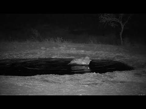 Djuma: Lone Hyena takes a dip in the new pan - 19:55 - 10/12/19