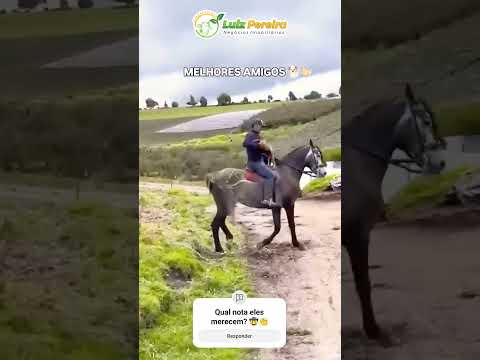 Esses são melhores amigos #Boiadeiro#Boibravo#Agro#Touro#Nelore#Vidanaroça #rodeio#montaria#cowboy